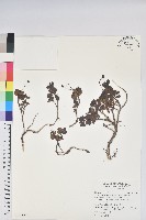 藏品(彎柱杜鵑)的圖片