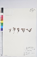 藏品()的圖片