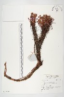 藏品()的圖片
