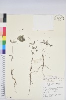 藏品(假紫斑大戟)的圖片