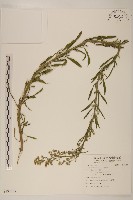 藏品(野塘蒿)的圖片