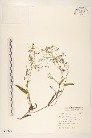 藏品(兔仔菜)的圖片