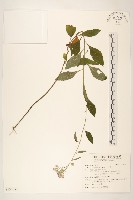 藏品(一枝香)的圖片