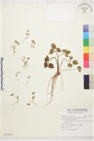 藏品(水辣菜、禺毛茛)的圖片