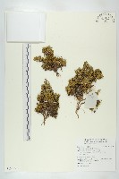 藏品(紅花岩梅)的圖片