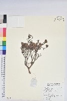 藏品()的圖片