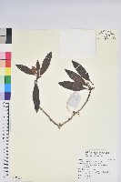 藏品(亮鱗杜鵑)的圖片