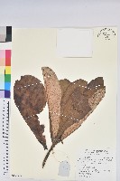 藏品(優秀杜鵑)的圖片