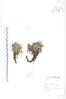 藏品()的圖片