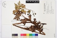 藏品(擬顯柱烏頭)的圖片