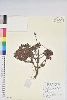 藏品(彎柱杜鵑)的圖片