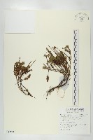 藏品(多花杉葉杜)的圖片