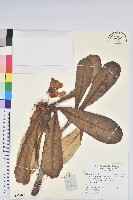 藏品(優秀杜鵑)的圖片