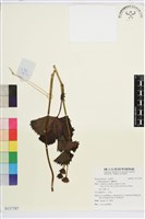 藏品(驢蹄草)的圖片