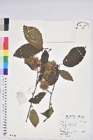 藏品(板栗)的圖片