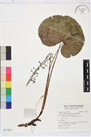 藏品(鐵破鑼)的圖片