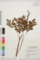 藏品(黃三七)的圖片