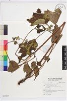 藏品(草玉梅)的圖片