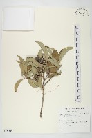 藏品(滇黃芩)的圖片