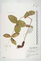 藏品(雲南紅景天)的圖片