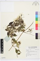 藏品()的圖片