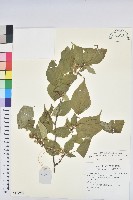 藏品(領春木)的圖片