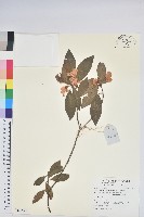 藏品(柳條杜鵑)的圖片