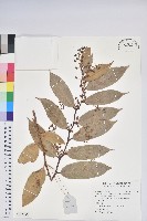 藏品(尖基木藜蘆)的圖片