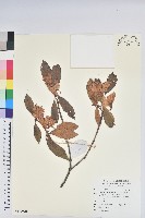 藏品(紅棕杜鵑)的圖片