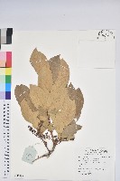 藏品(南燭)的圖片