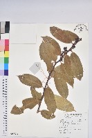 藏品(尖基木藜蘆)的圖片