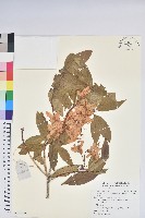 藏品(凸脈杜鵑)的圖片