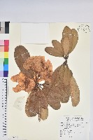 藏品(大白杜鵑)的圖片