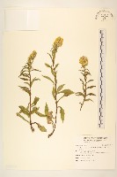 藏品(一枝黃花)的圖片