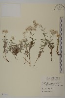 藏品(玉山抱莖籟簫)的圖片