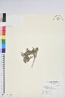 藏品(高山白珠樹)的圖片