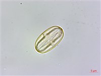 藏品(裂葉秋海棠)的圖片