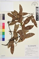 藏品(厚葉鐵線蓮)的圖片