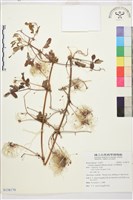 藏品(甘青鐵線蓮)的圖片