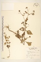 藏品(豨薟)的圖片