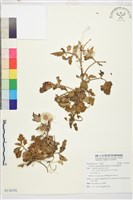 藏品(毛茛葉鐵線蓮)的圖片