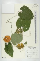 藏品(王瓜)的圖片