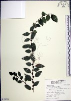 藏品(水雞油)的圖片