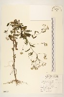 藏品(一枝香)的圖片