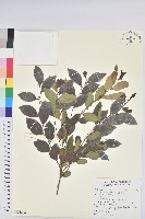 藏品(細葉饅頭果)的圖片