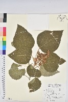 藏品(野桐)的圖片