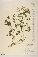 藏品(小米菊)的圖片