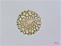 藏品(火炭母草、清飯藤)的圖片