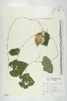 藏品(王瓜)的圖片