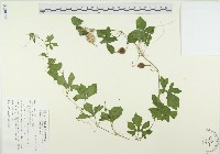 藏品(苦瓜)的圖片